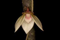 Goniothalamus wynaadensis